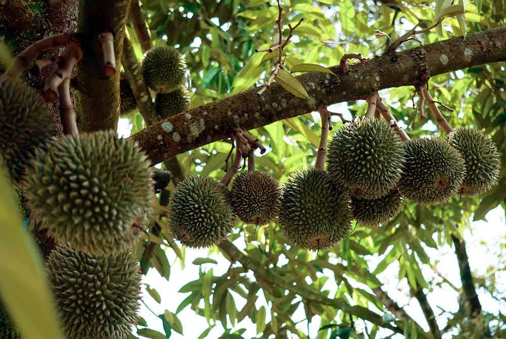 Fenomena El Nino yang berterusan memberi kesan terhadap pengeluaran buah durian di daerah ini. Foto Bernama