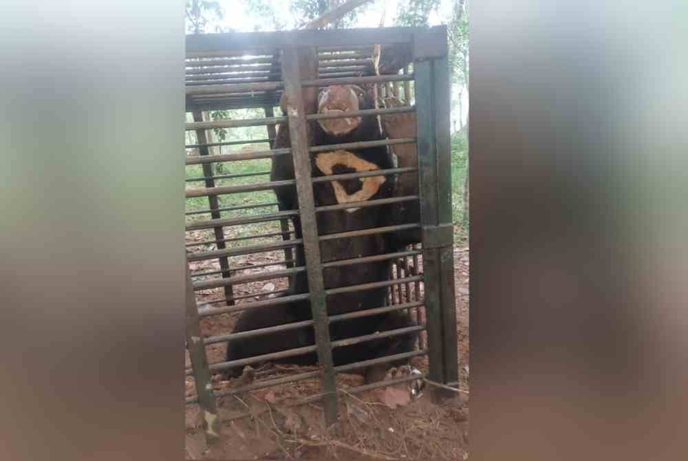 Beruang matahari jantan yang berjaya ditangkap di Kampung Air Asahan Hulu di Tanah Merah.