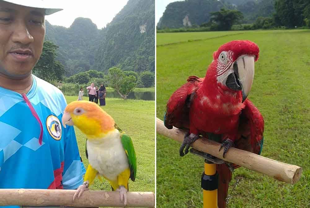 Shamsul menunjukkan burung dari spesis caique yang dipeliharanya.