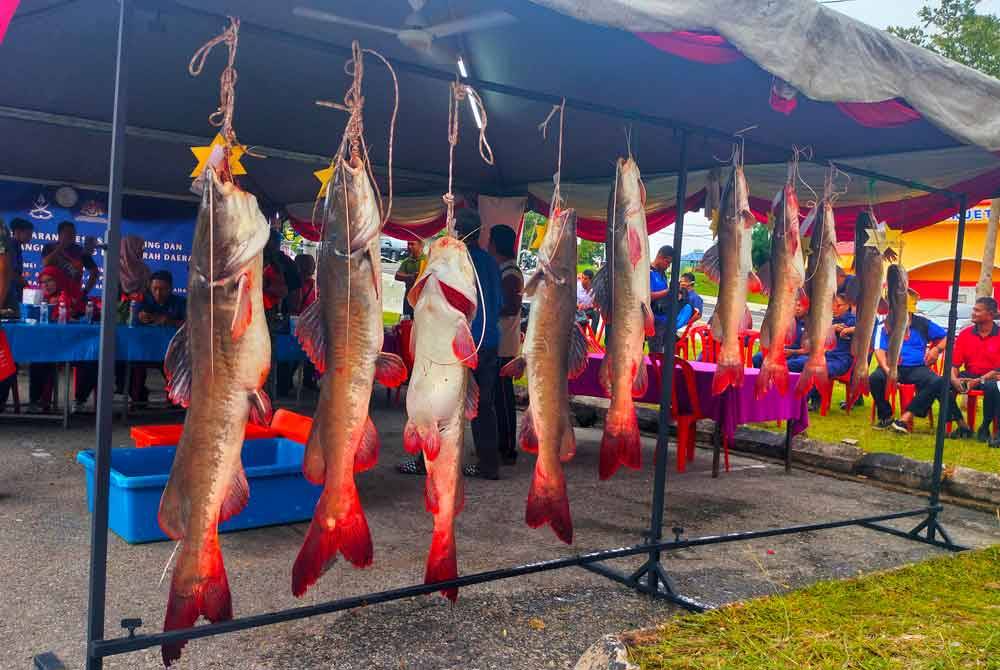 Hasil tangkapan peserta pertandingan dipamerkan kepada pengunjung sempena Karnival Tanah Pahang di pekarangan Dewan Jubli Perak, Sultan Haji Ahmad Shah Lipis pada Sabtu.
