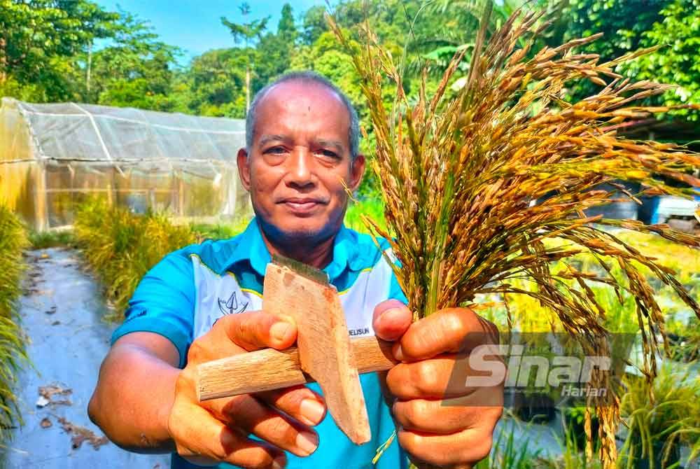 Jelisun menunjukkan padi yang dituai hasil pokok yang ditanam dalam polibeg.