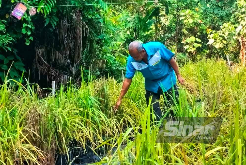 Projek tanaman padi membabitkan penduduk Kampung Bolok Hulu Sokmek akan dimulakan pada Julai nanti.