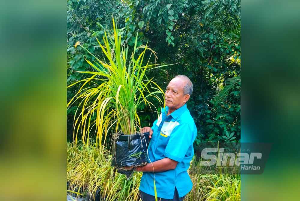 Jelisun memulakan projek tanaman padi dengan 600 polibeg.