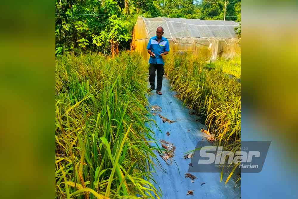 Tanaman padi menggunakan polibeg diusahakan oleh Jelisun di tepi rumahnya sejak Februari lalu.