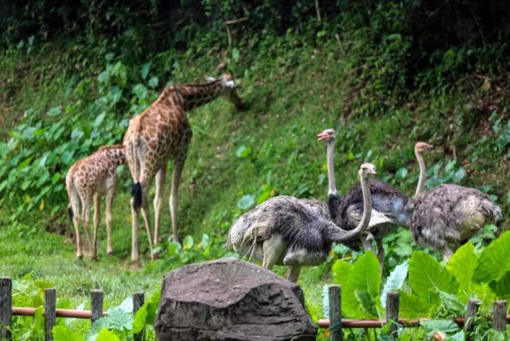 Burung unta dan zirafah
