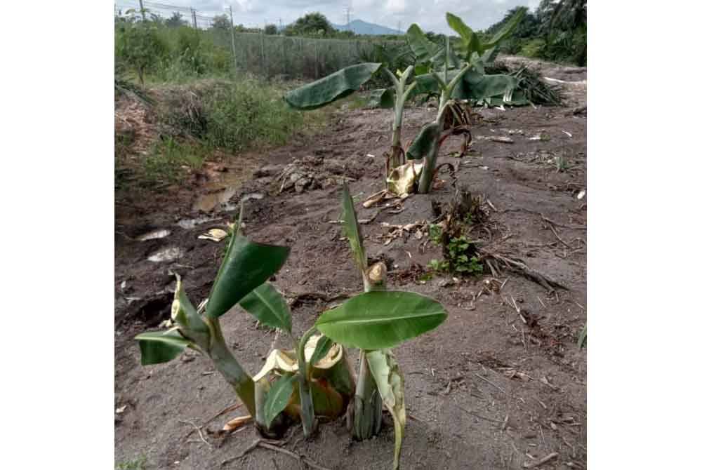 Tanaman penduduk yang dimusnahkan gajah yang menceroboh kebun di Kampung Niyor, Kluang pada Selasa.