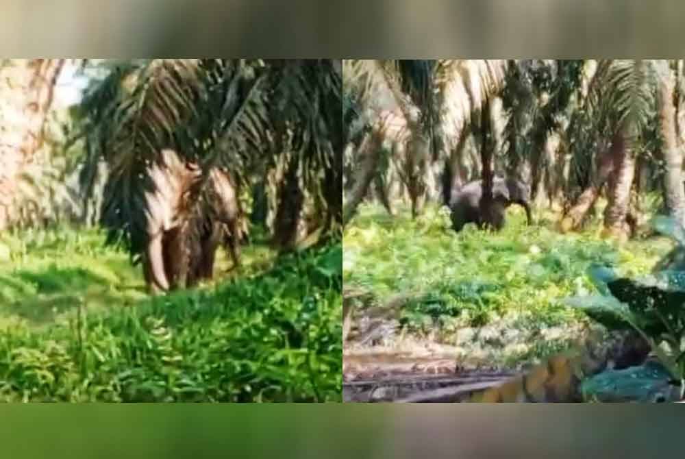 Tangkap layar video yang tular memaparkan dua ekor gajah masuk kawasan kebun kelapa sawit di Kampung Niyor, Kluang pada Selasa.