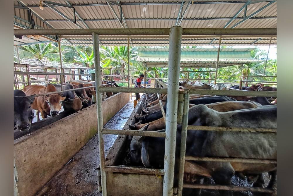 Salah seorang pekerja Muhammad Faris Aiman memberi makanan kepada lembu yang tempah untuk ibadah korban pada tahun ini.