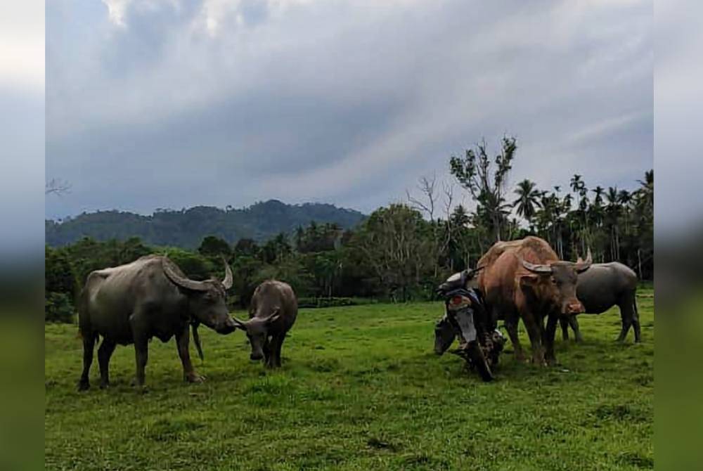 Kerbau yang diternak Muhammad Faris Aiman hanya meraih jualan sekitar 30 peratus sempena Hari Raya Aidiladha pada tahun ini