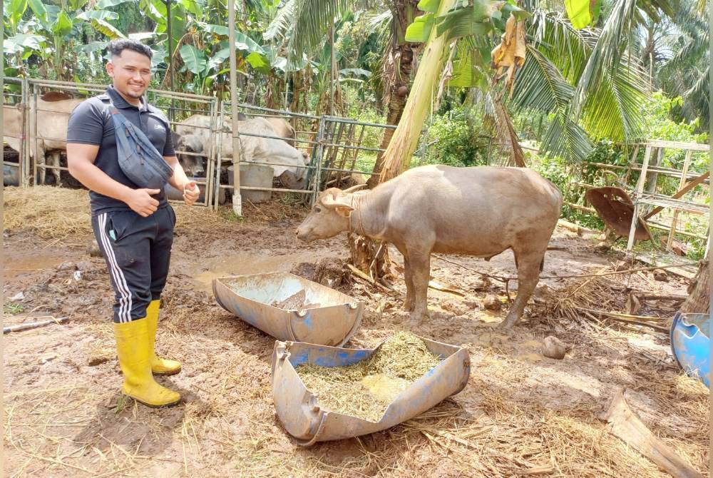 Muhammad Faris Aiman menunjukkan kerbau antara ternakan yang rendah diterima pada tahun ini.