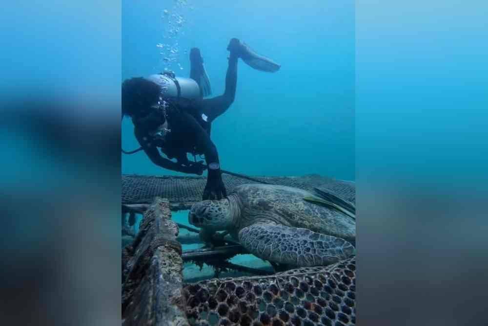 Penyelam tersebut turut menyentuh penyu hijau yang berada di laut.