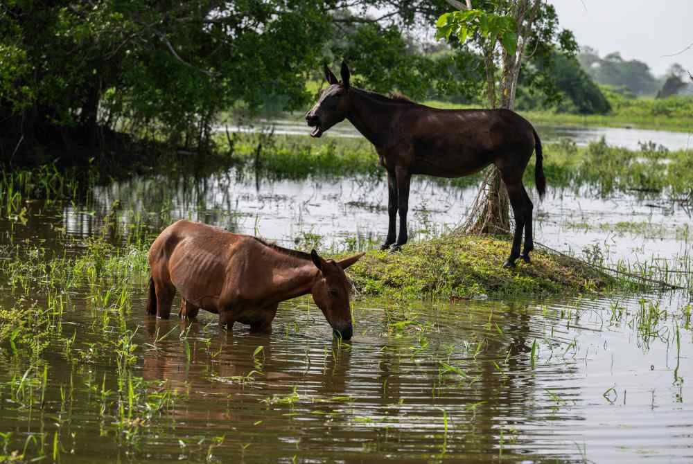 Haiwan ternakan seperti kuda mencari kawasan tinggi selepas air Sungai Cauca, Colombia didapati semakin melimpah. AFP