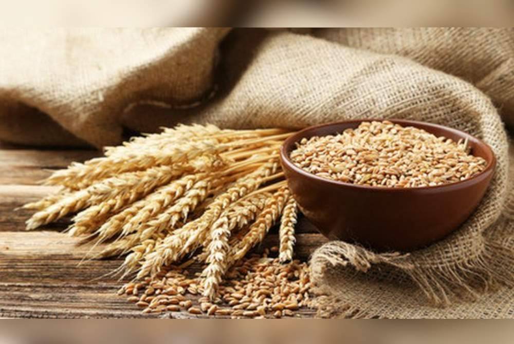 Tukiye mengumumkan penggantungan import gandum dari 21 Jun hingga 15 Oktober bagi melindungi pengeluar tempatan. Gambar hiasan