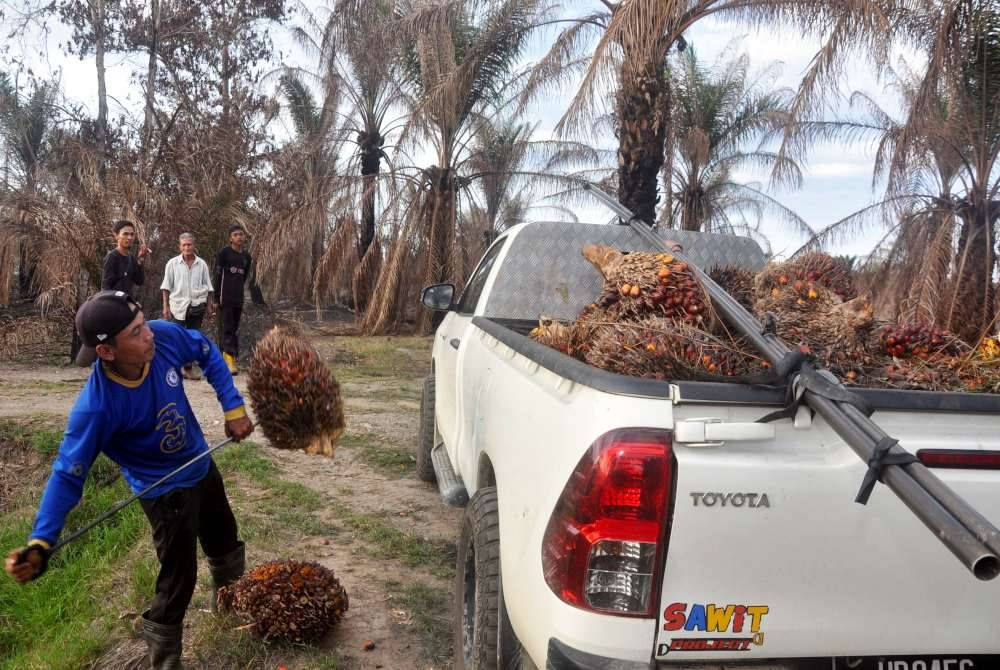 Pekerja ladang mengumpul sawit daripada ladang yang terbakar di Kampung Bukit Jeruk, ketika tinjauan pada Sabtu. Foto Bernama
