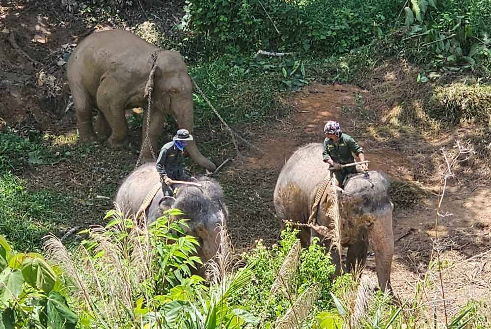 Khidmat gajah denak, Rambai dan Sanum diperlukan bagi melancarkan operasi translokasi gajah liar yang berjaya ditangkap di Felda Bersia, Gerik pada Sabtu