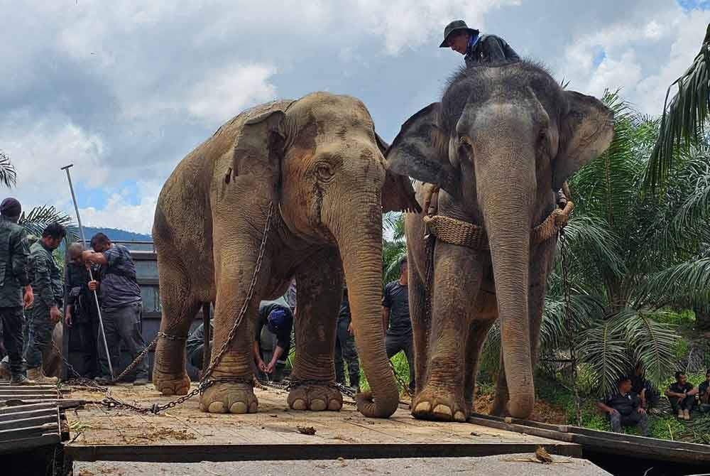 Operasi memindahkan Yob Malam melibatkan kekuatan 24 kakitangan dari Pusat Konservasi Gajah Kebangsaan, Pahang; Santuari Gajah Johor dan Perhilitan Perak di Gerik pada Sabtu.