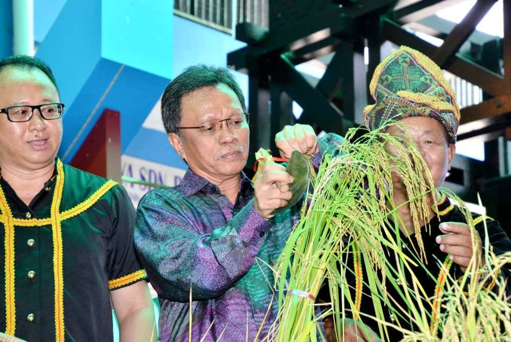 Mohd Shafie menuai padi sebagai simbolik perasmian Sambutan Kaamatan Parti Warisan di Buhavan Square, Penampang.