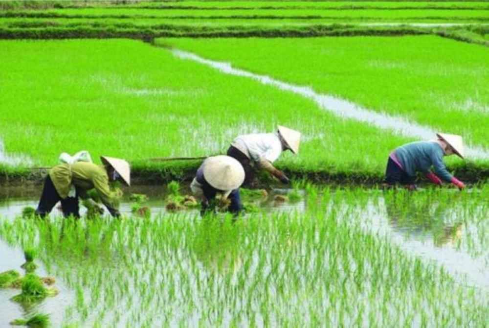 Hampir 130,000 pesawah di Semenanjung Malaysia akan menerima bantuan tunai berjumlah RM210 per hektar per musim menerusi kenaikan kadar insentif pembajakan serta pengenalan insentif penuaian. Gambar hiasan