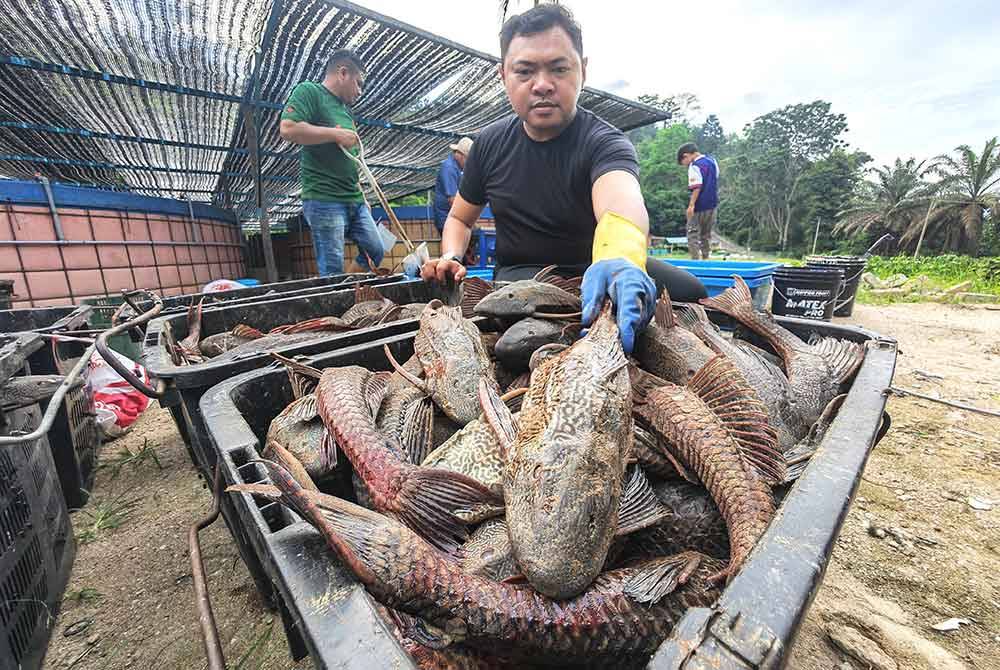 Heidi menunjukkan ikan Bandaraya yang diperolehi ya daripada komuniti Pemburu ikan bandaraya