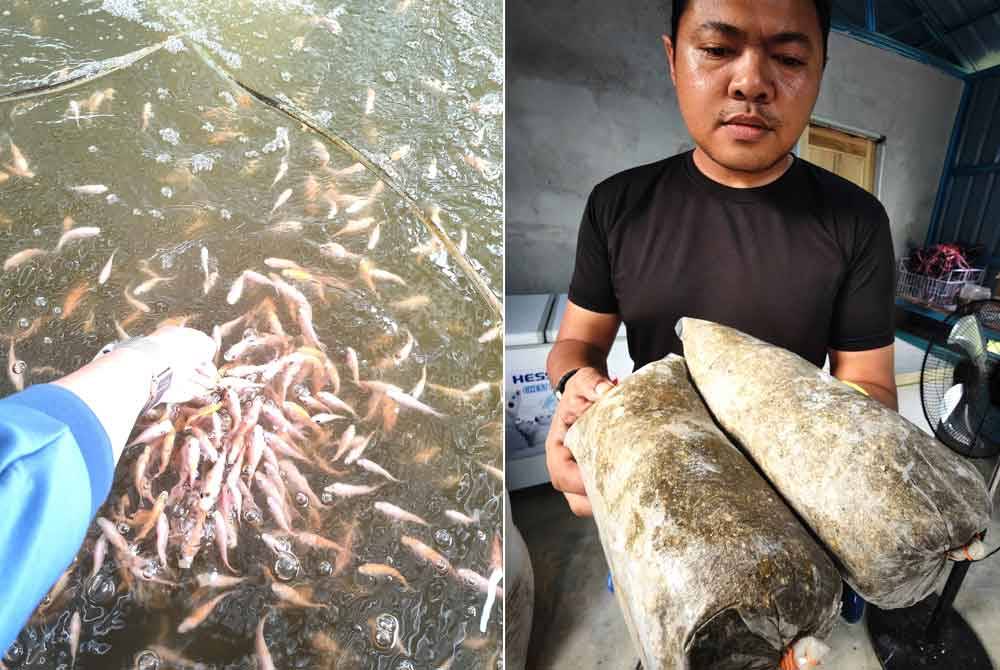 Heidi menunjukkan makanan ikan yang telah siap di proses dibekukan