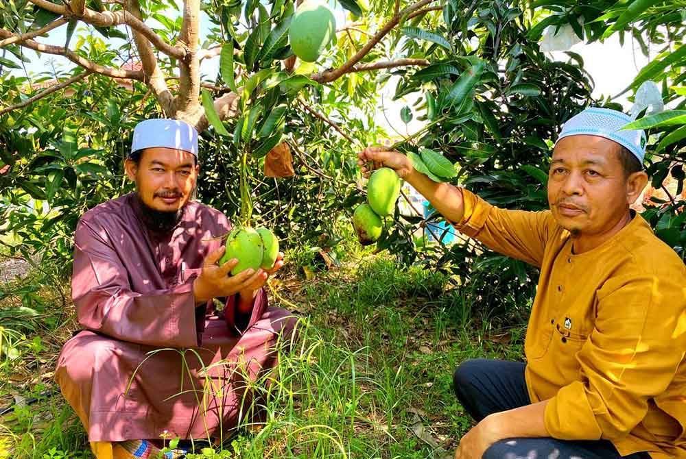 Pondok Moden Kandis, Pusat Pengajian Pondok Yayasan Islam Kelantan (YIK) mengusahakan tanaman mangga 'harum manis' bagi menjana pendapatan institut tersebut berhasil.