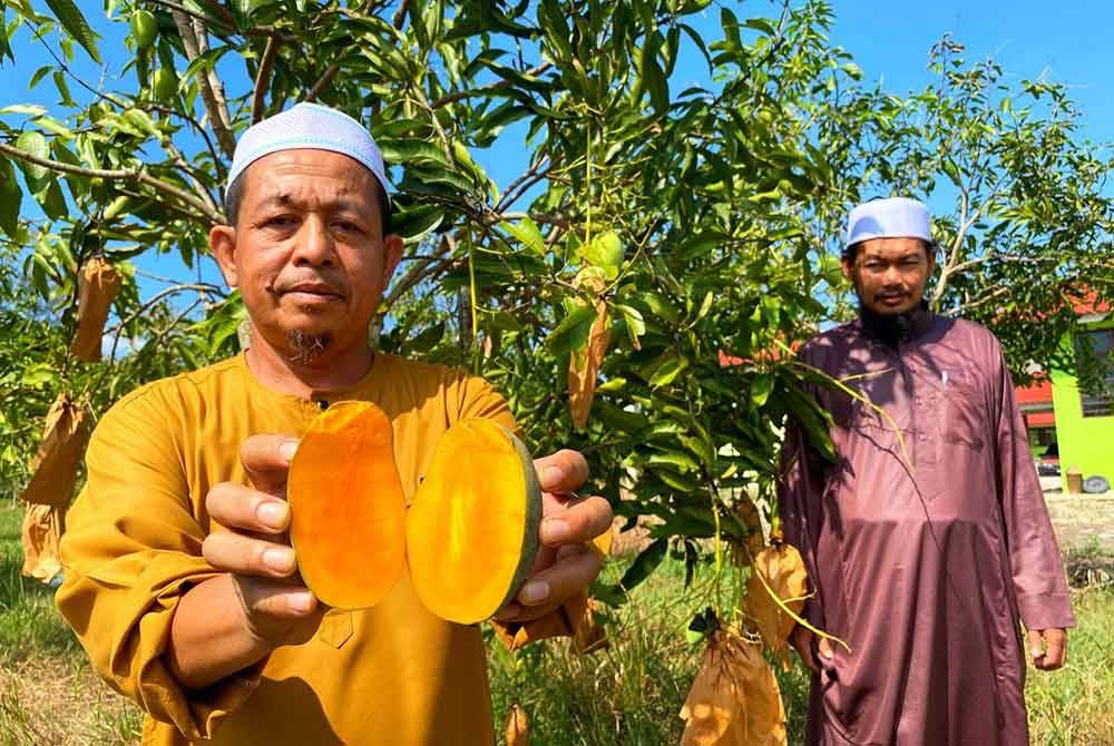Alazmi (kiri) dan rakannya menunjukkan harum manis yang diusahakan oleh Pondok Moden Kandis, Pusat Pengajian Pondok Yayasan Islam Kelantan (YIK) di Bachok.