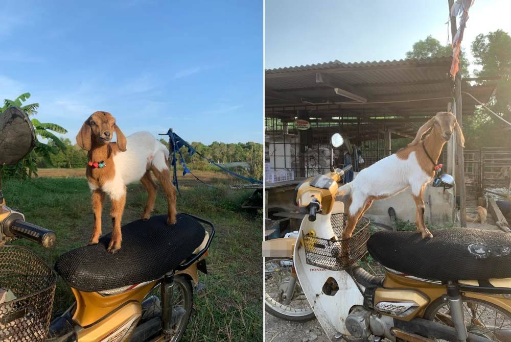 Hampir saban hari Manja akan mengajak Norin membawanya menaiki motosikal bersama-sama pada sebelah petang dan akan merajuk sekiranya tidak diajak naik bersama.