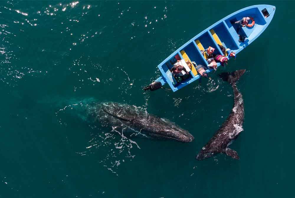 Sepasang paus kelabu berenang mengelilingi bot di Oji de Liebre Lagoon di Mexico. - AFP