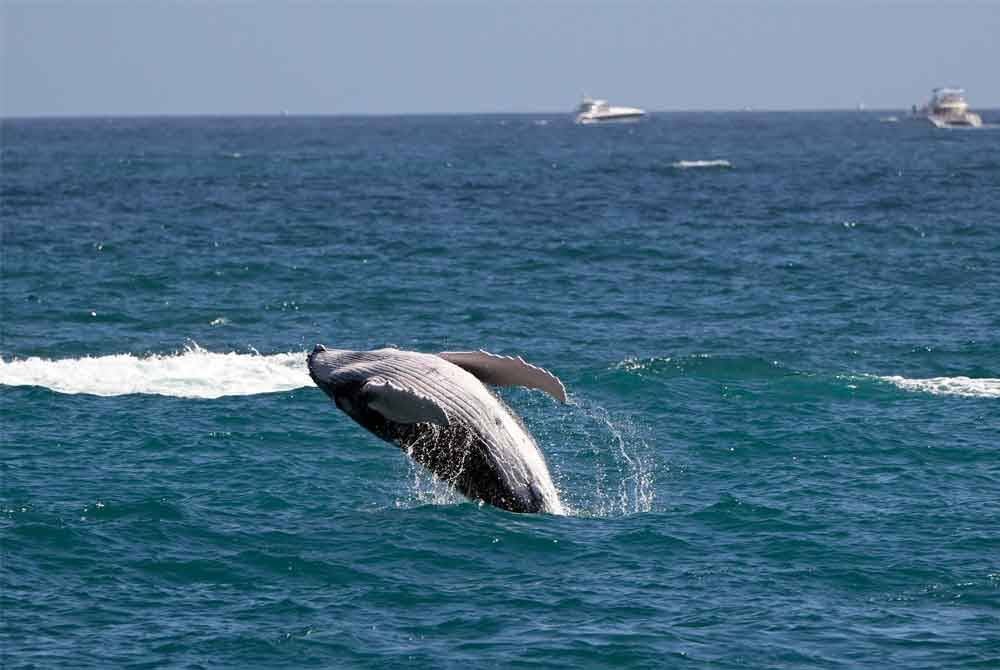 Seekor ikan paus kelabu dilaporkan mengalami penurunan saiz yang dikesan di Baja California, Mexico. - AFP