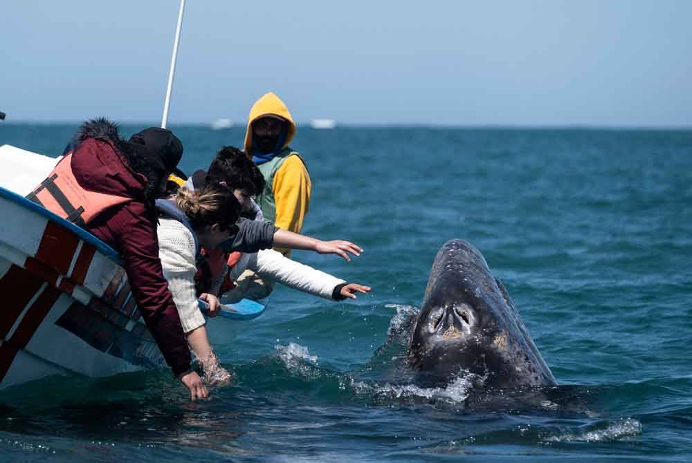 Pelancong menyentuh paus kelabu di Ojo de Liebre Lagoon, Mexico. - AFP