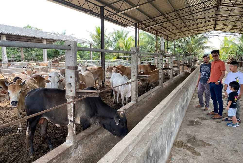 Abdul Hakki (kiri) melayan pelanggan yang ingin menempah lembu korban dari baka Kedah-Kelantan di ladangnya. 