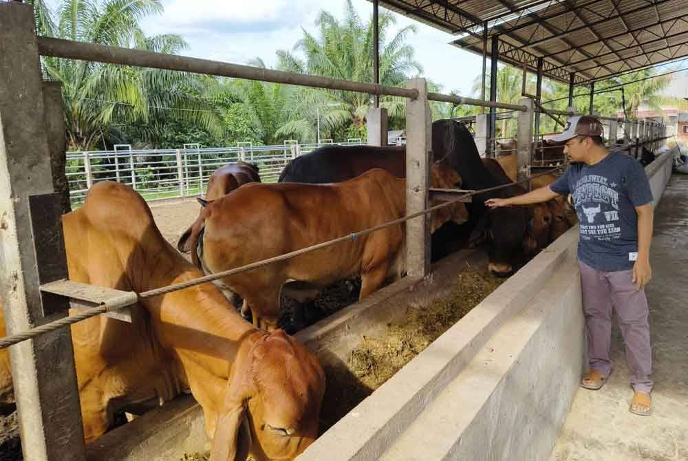 Permintaan luar biasa terhadap lembu berkenaan menyebabkan seorang pengusaha ladang di Bukit Tuku di Pasir Mas, Abdul Hakki tidak menang tangan untuk memenuhi permintaan pelanggan.