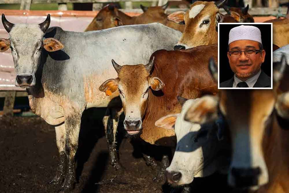 Sebanyak 252 ekor lembu akan diedarkan ke 212 masjid dan 25 surau di Pulau Pinang. (Foto hiasan) Gambar kecil: Rozali