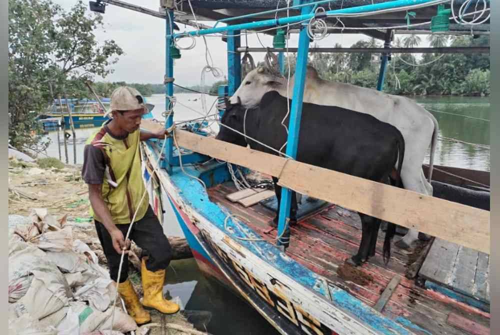 Proses pemindahan lembu dari daratan ke Kampung Pulau Perhentian dilakukan dengan cermat bagi memastikan haiwan itu selamat sampai ke destinasi berkenaan.