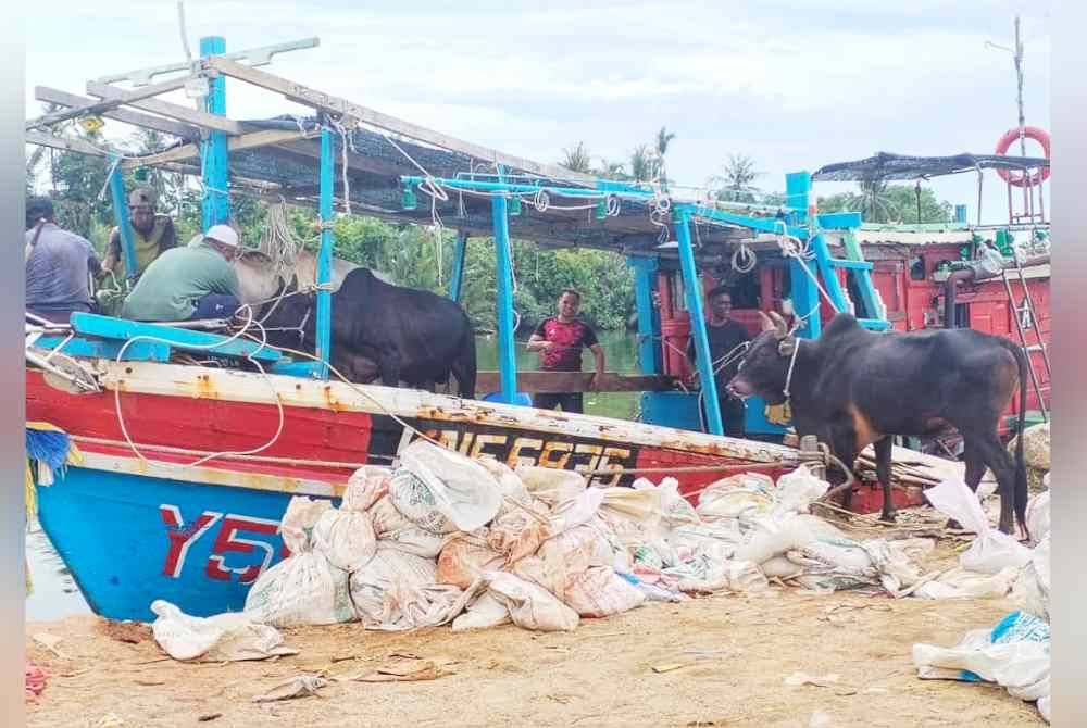 Proses memindahkan enam ekor lembu dan seekor kambing dari daratan ke Pulau Perhentian dilakukan pada Sabtu.