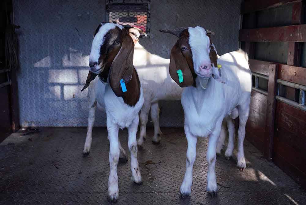 Kambing untuk dikorbankan dalam program Korban@Karangkraf. Foto SINAR HARIAN/ MOHD HALIM ABDUL WAHID