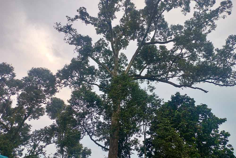 Pokok durian kampung berusia hampir 100 tahun menjadi tarikan.