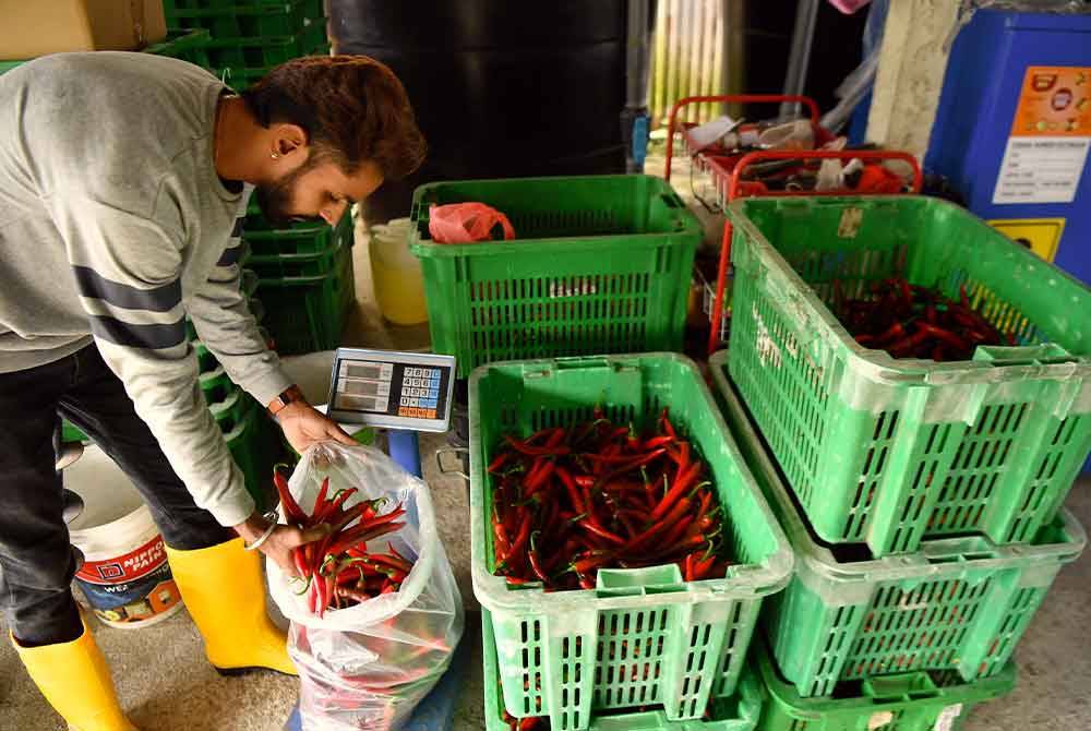 A Srinath, 29, membungkus cili merah untuk dijual kepada pelanggan ketika ditemui di Batu 4, Changkat Jong. Foto Bernama