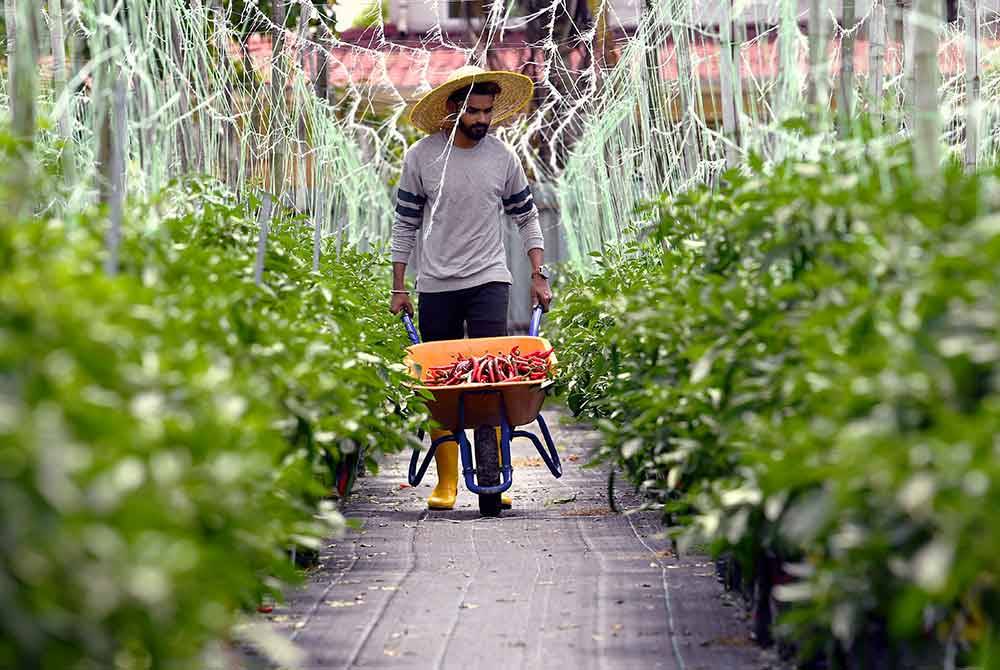 A Srinath menuai cili merah yang ditanam di kawasan seluas 0.68 hektar yang disewa ketika di temuramah di Batu 4, Changkat Jong.