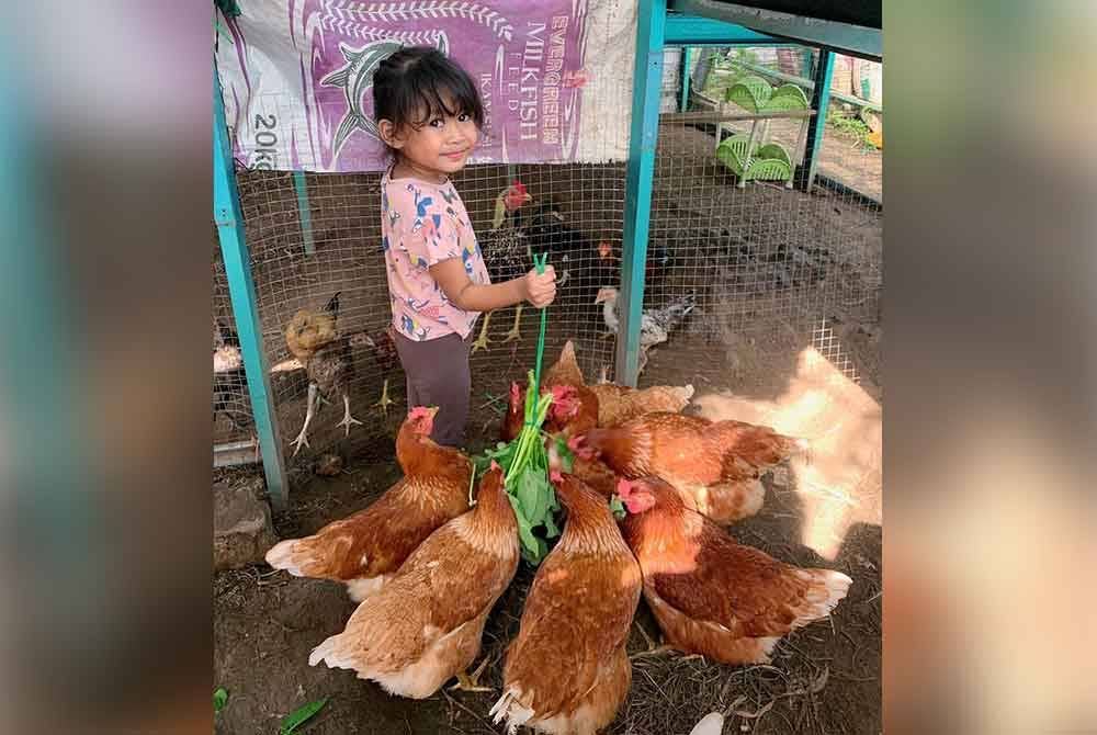 Jumlah telur yang diperoleh boleh mencecah lebih 300 biji sebulan hasil daripada 12 ekor ayam.