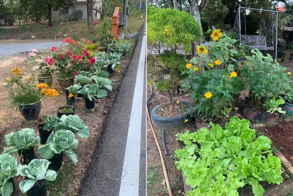 Antara tanaman yang biasa ditanam adalah sayur-sayuran seperti kangkung, bayam, sawi, kubis, terung, bendi, cili, pokok kunyit dan ulam-ulaman.