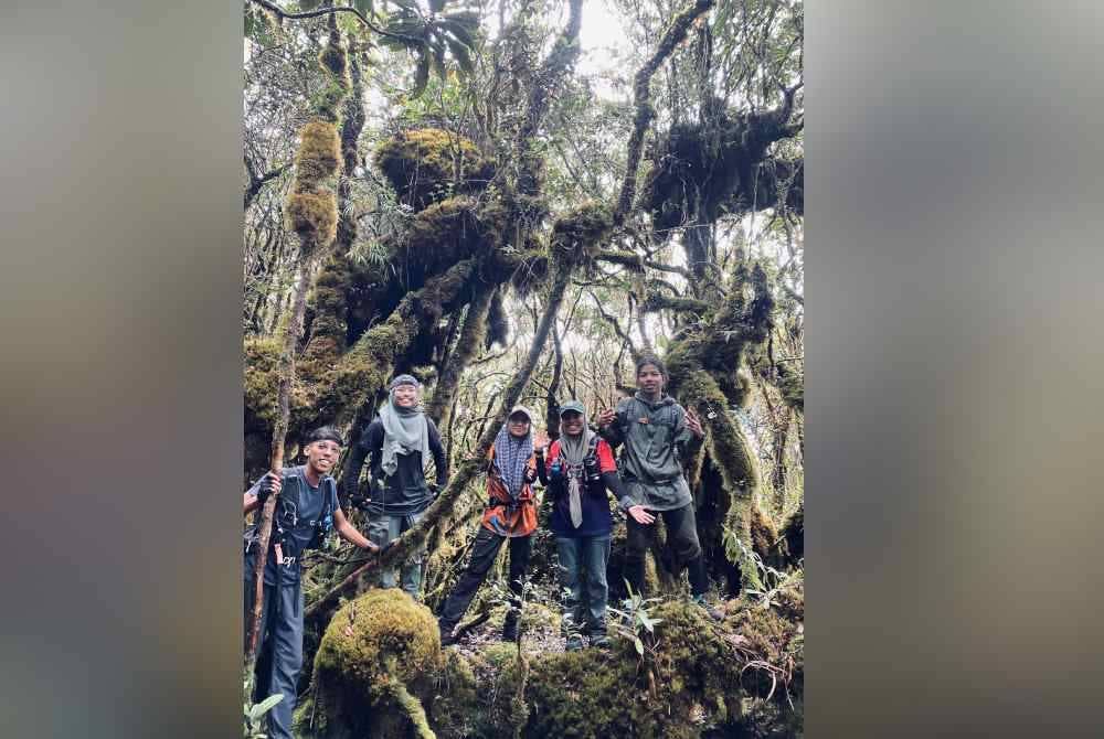 Pemandangan pokok bonsai yang memukau dilalui oleh pendaki sebelum sampai ke puncak Korbu.