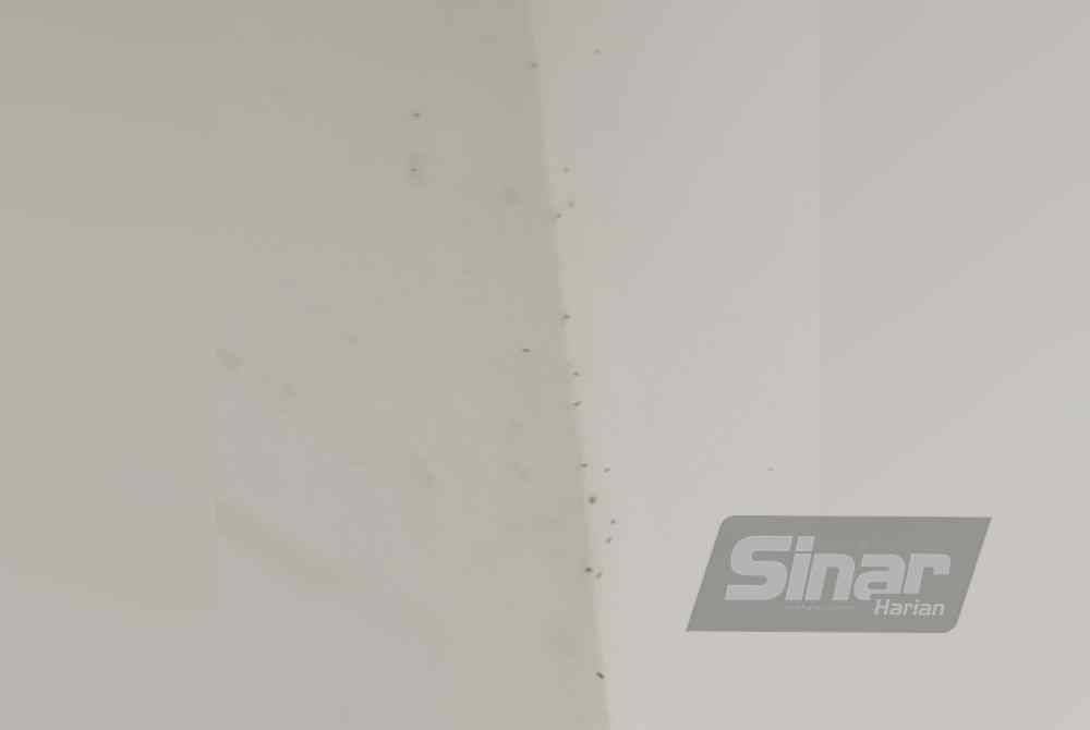 Semut charlie yang dikesan merayap di bahagian dinding bangunan pangsapuri berkenaan.