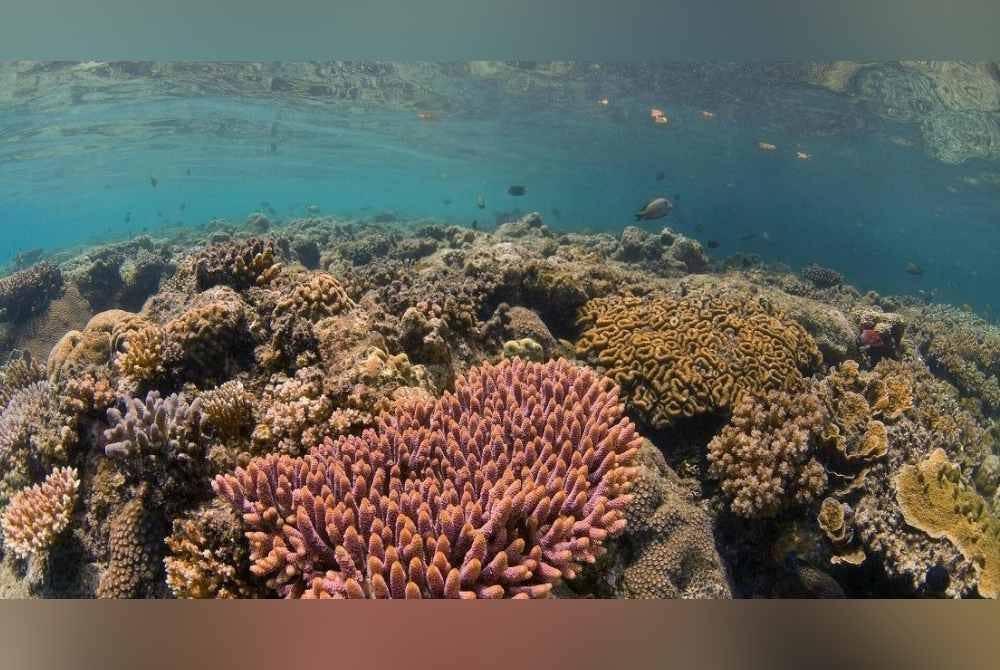 DOF sedang memantau rapi beberapa tapak Kepulauan Taman Laut. Foto Bernama
