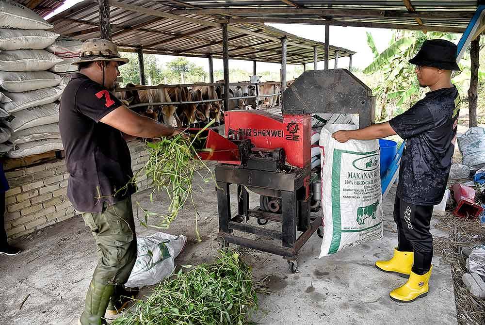 Aiman Asyraf (kiri) dan Amirul Arsyad menyediakan makanan lembu di ladang ternakan yang terletak di Kampung Tok Fakir, Merchang, Marang.