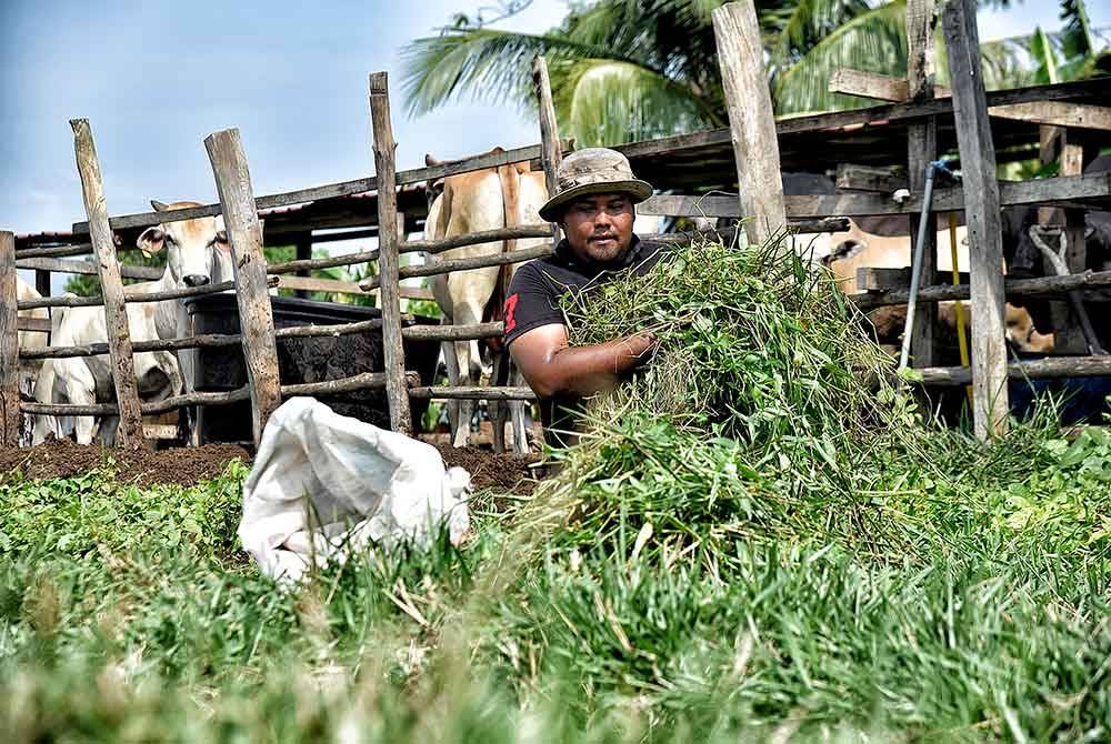 Aiman Asyraf menyediakan rumput segar sebagai sumber makanan haiwan ternakan.
