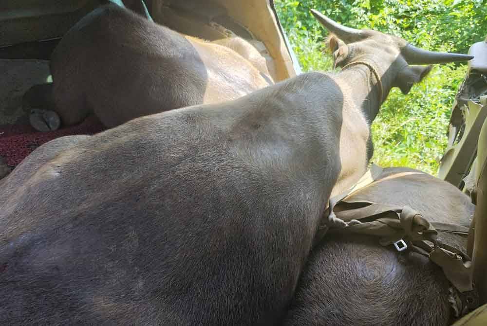 Tiga ekor kerbau ini ditemui dalam keadaan tidak bermaya disyaki kesan ubat pelali.