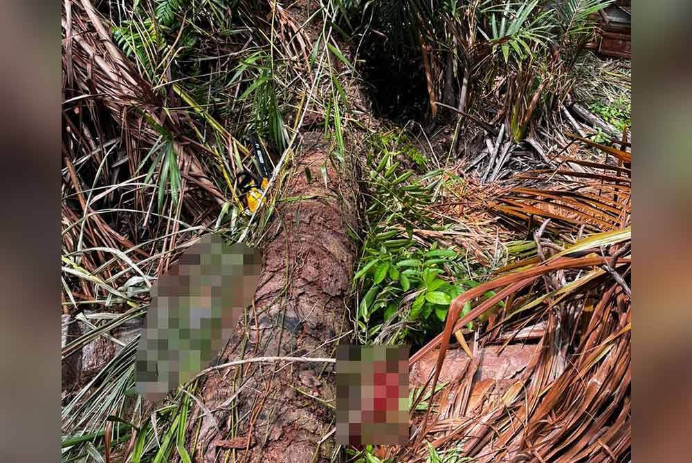 Mangsa ditemukan tidak sedarkan diri selepas dihempap pokok sagu yang ditebangnya.