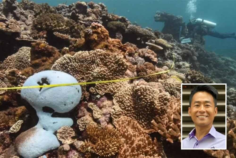 Batu karang adalah asas yang membentuk terumbu karang. Gambar hiasan (Gambar kecil: Chun Hong)