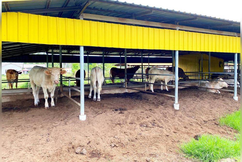Ladang milik Mohd Zulkifli yang menempatkan 70 ekor lembu sado di Perupok, Bachok.